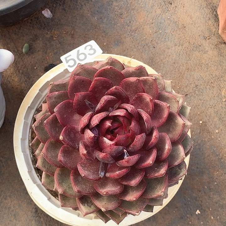 563蓝莓一物一拍多肉