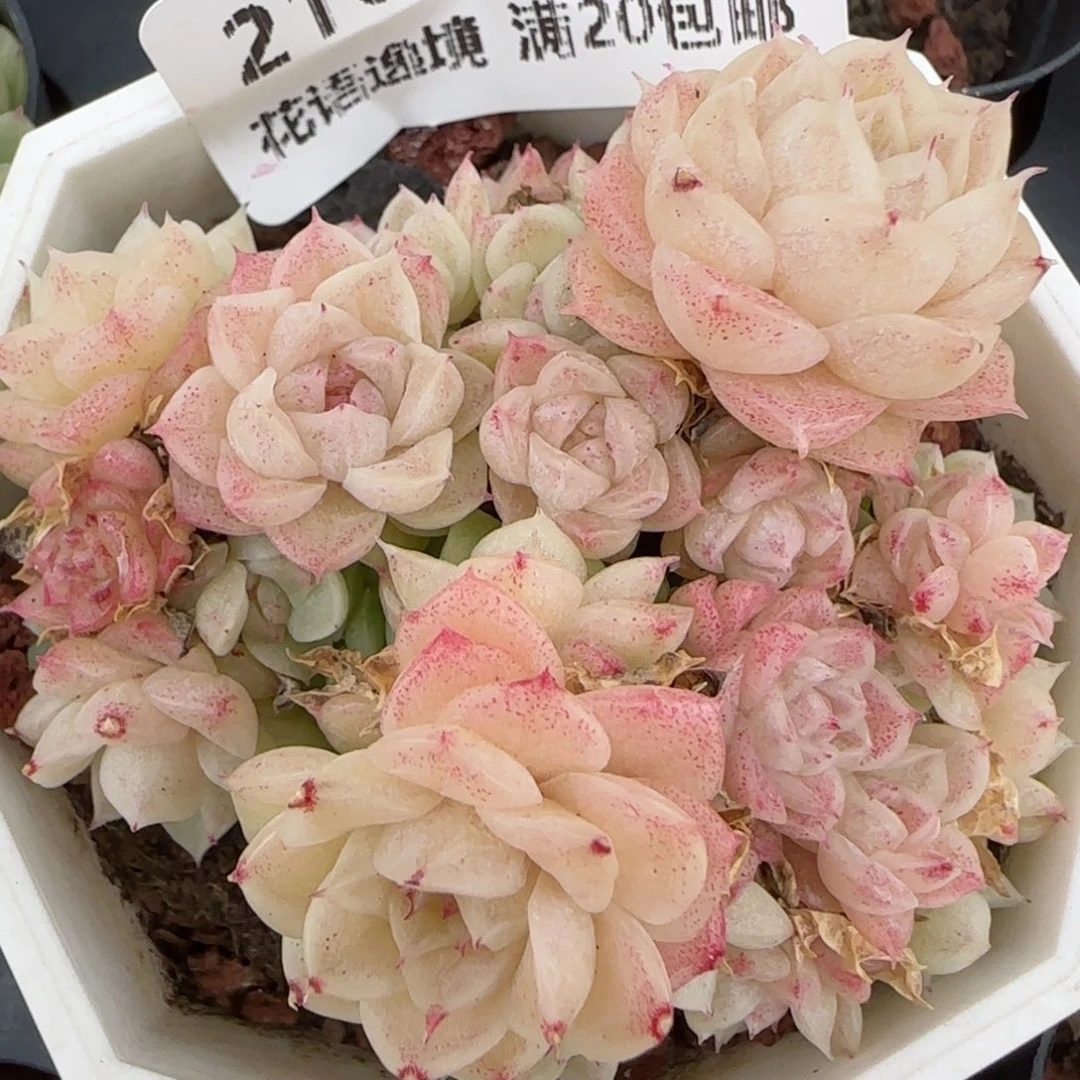 花语逸镜0204-210散