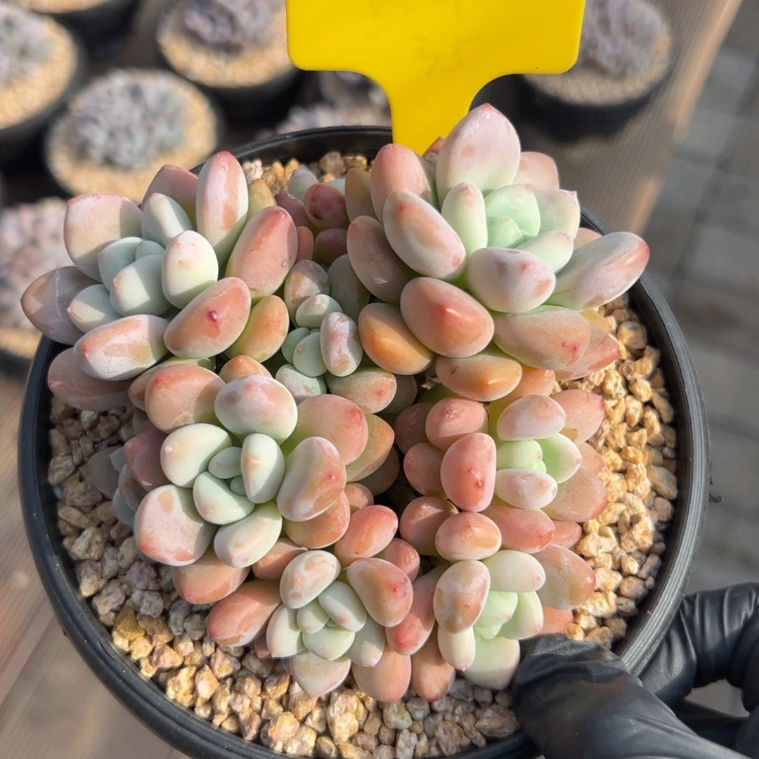 红洛神11111111111111111