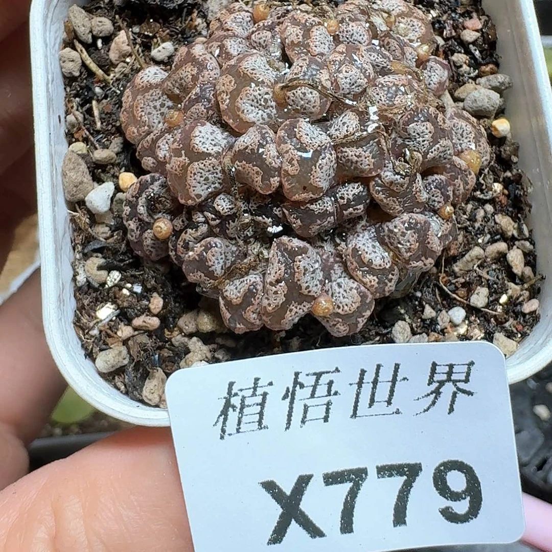 779号多肉植物哇c