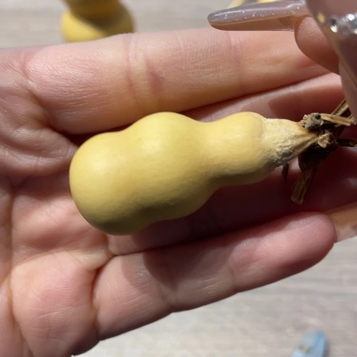 缔**玉粗嘴葫芦粗嘴葫芦
