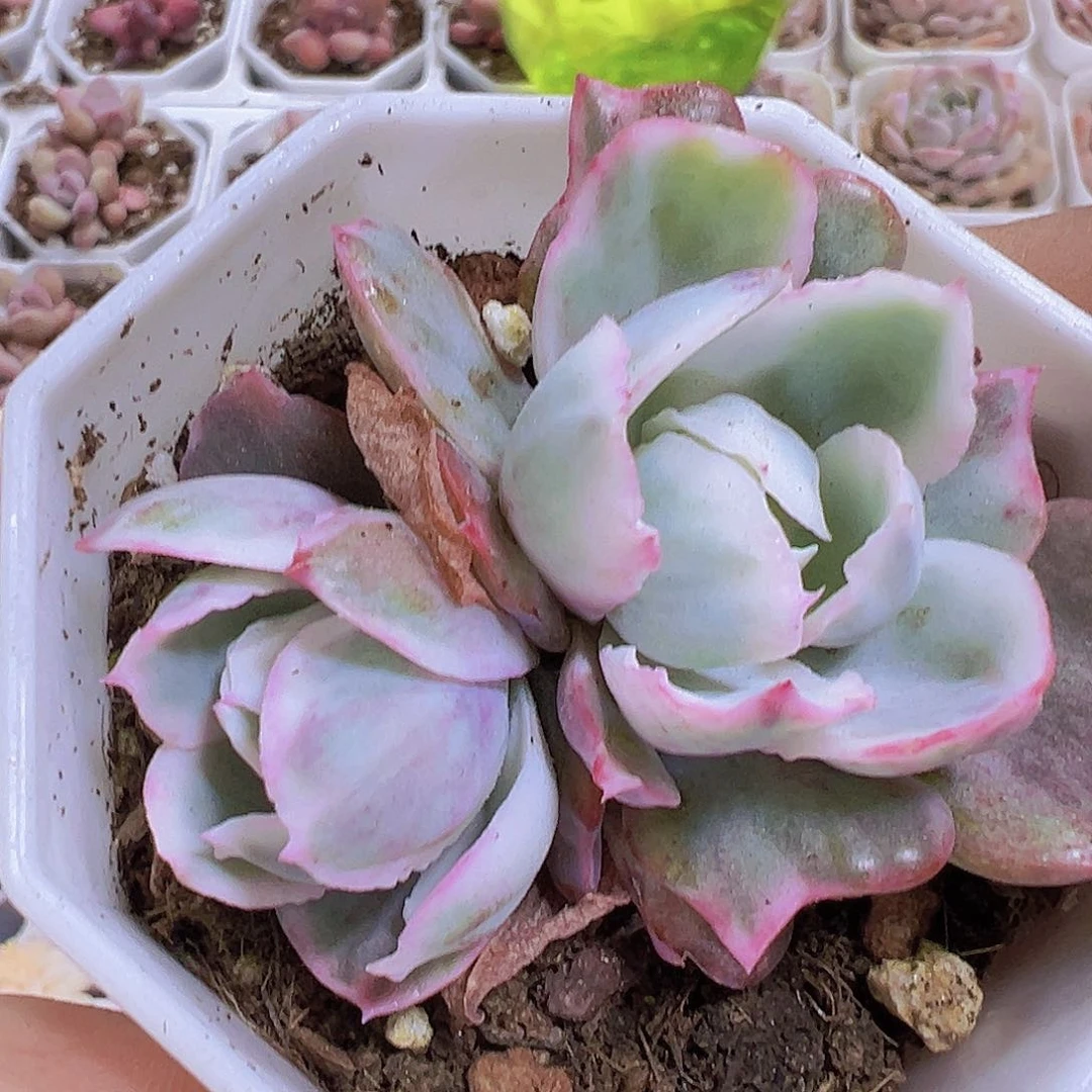 双头伯克利锦19包邮多肉