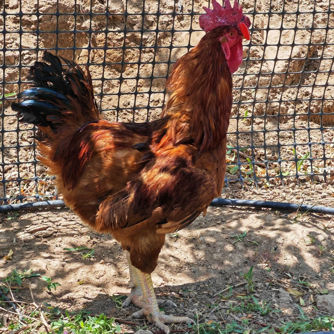 散养正宗红玉王大公鸡毛重6.8斤左右现宰现发（清真）火锅食材