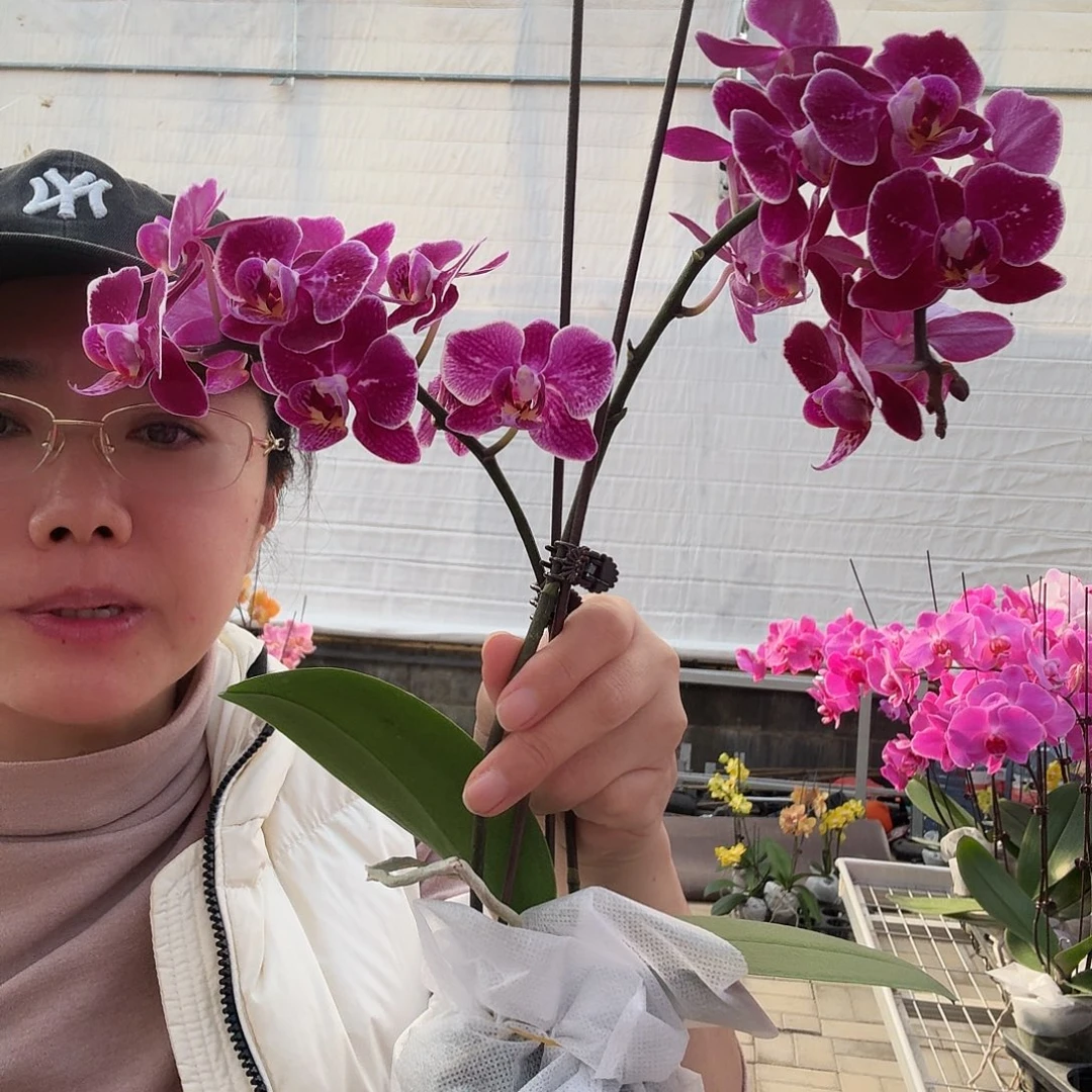 完全开放托卢卡2剑1颗