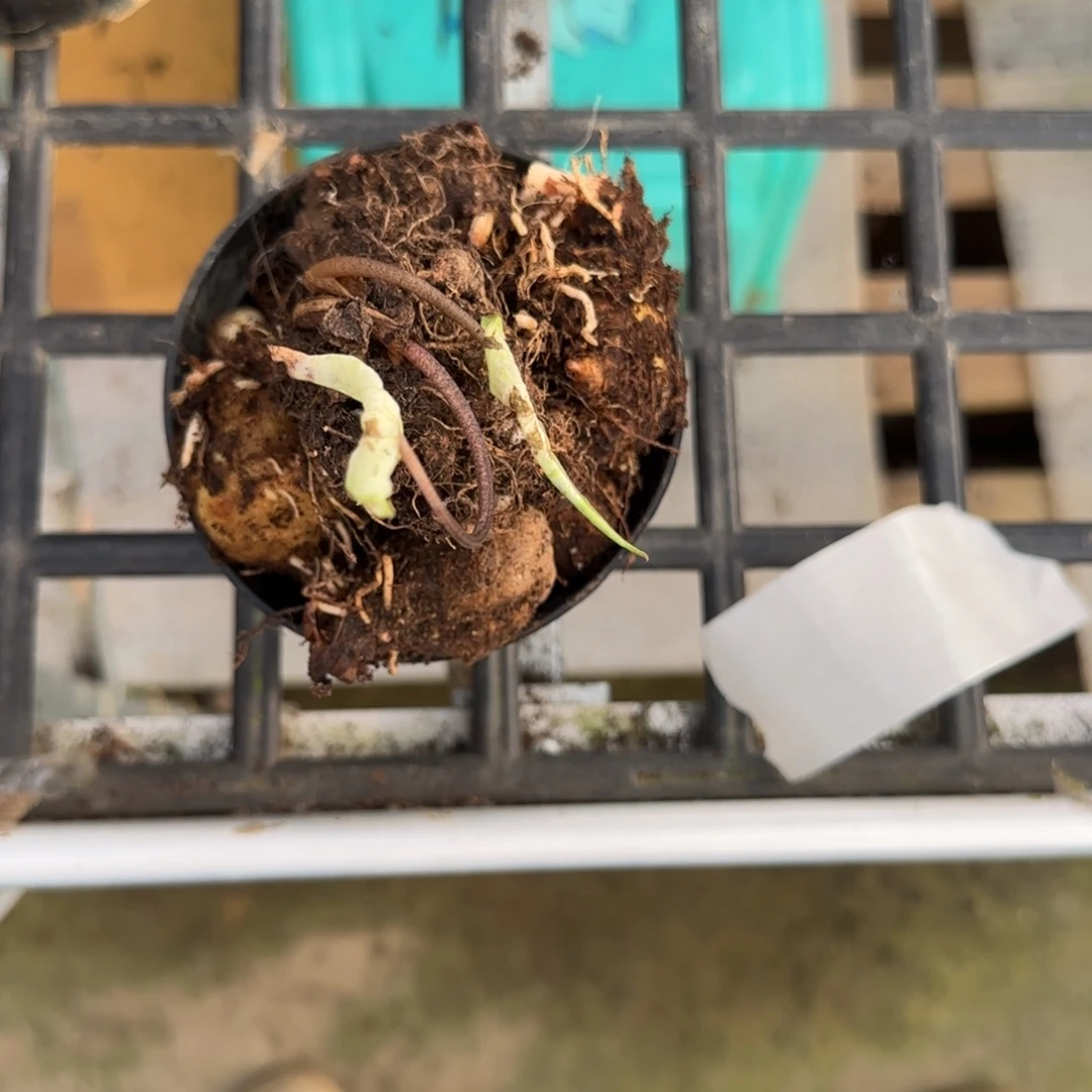 完全开放17小盆盲盒球