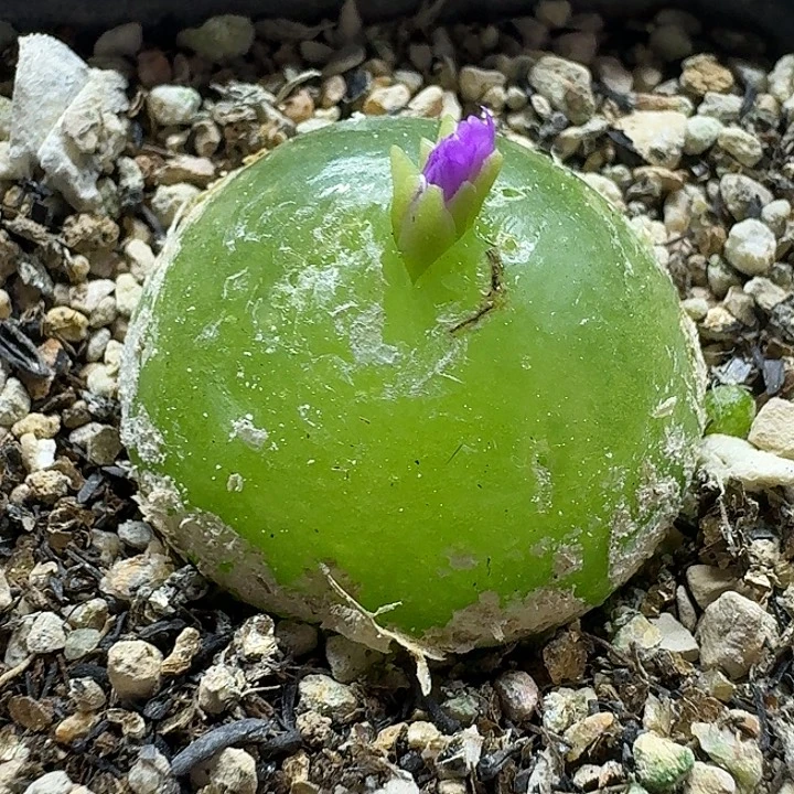 老马生石花3.3灯泡母本917