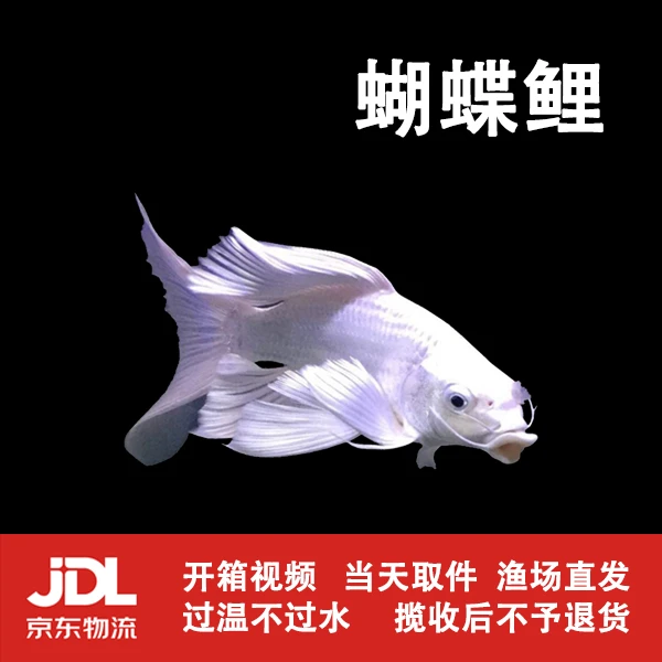 【蝴蝶鲤10-12厘米】普身白蝴蝶鲤冷水鱼大鳍大尾好养耐活