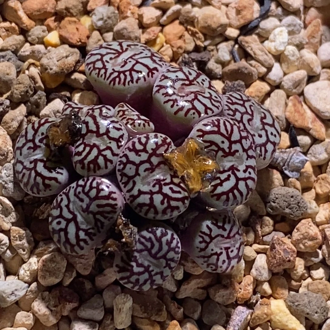 很具线条墨小锥 福利