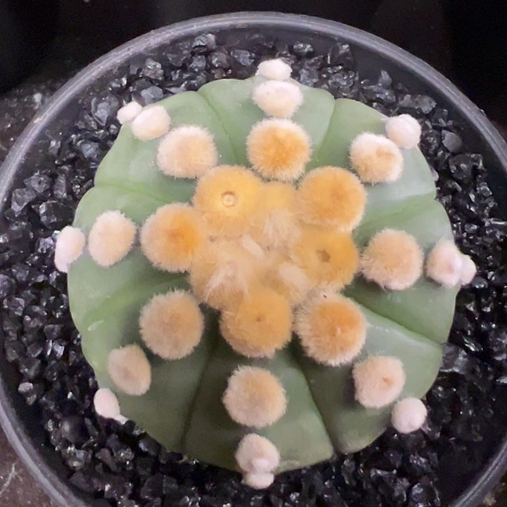 壹***毅无花朵仙人球一物一拍