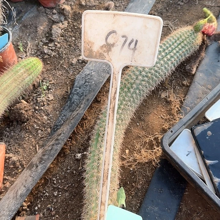 鳅***鳅C74毛花柱瑕疵球30的