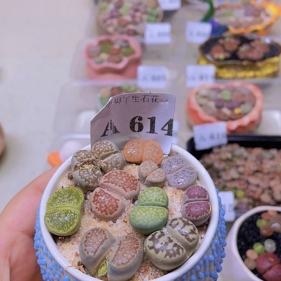 614……开播后的第一个节目是