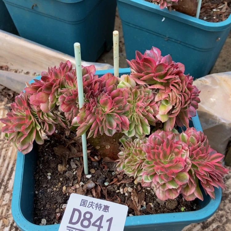 【闪购商品】841倾城多肉