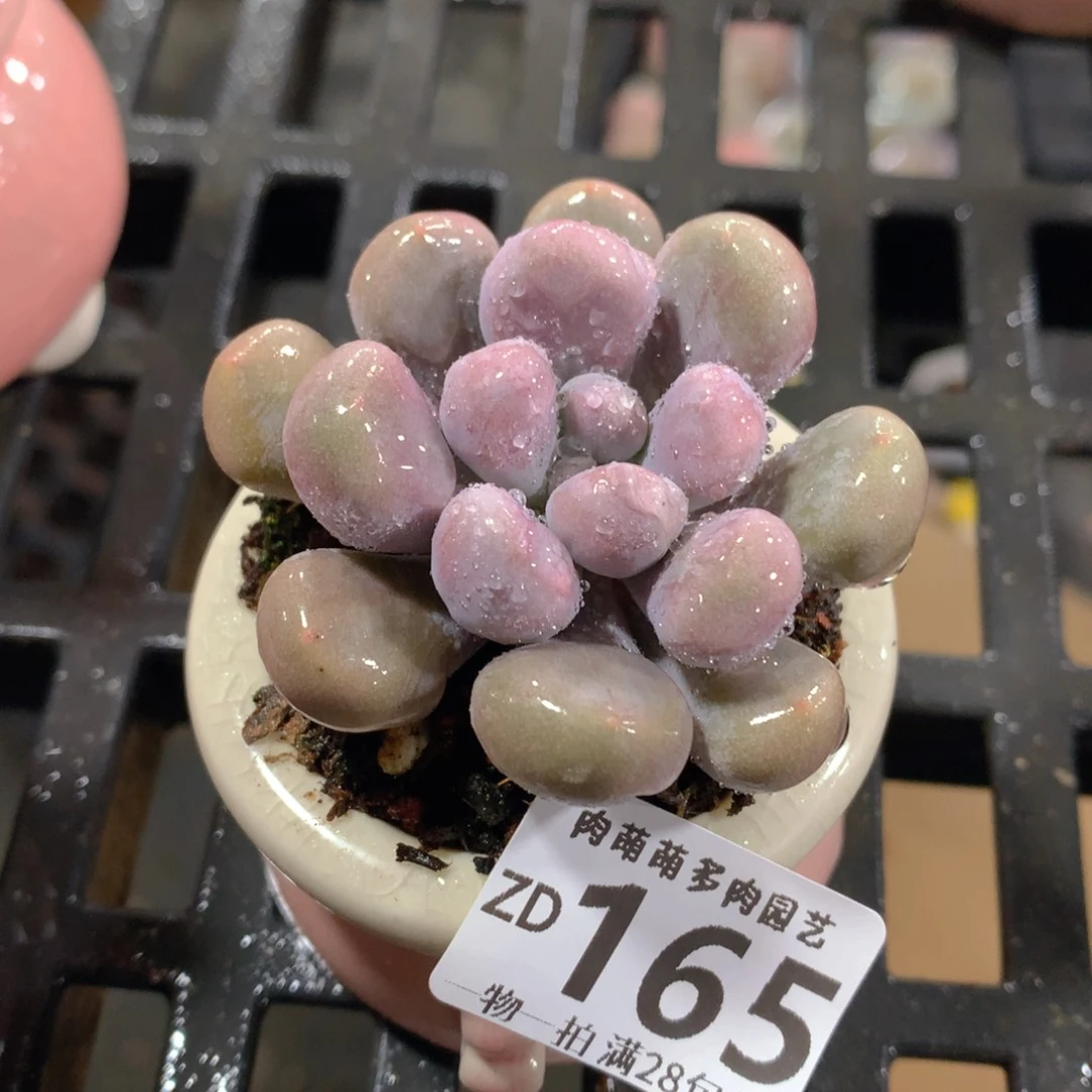 肉萌萌拇指盆精控多肉ZD165