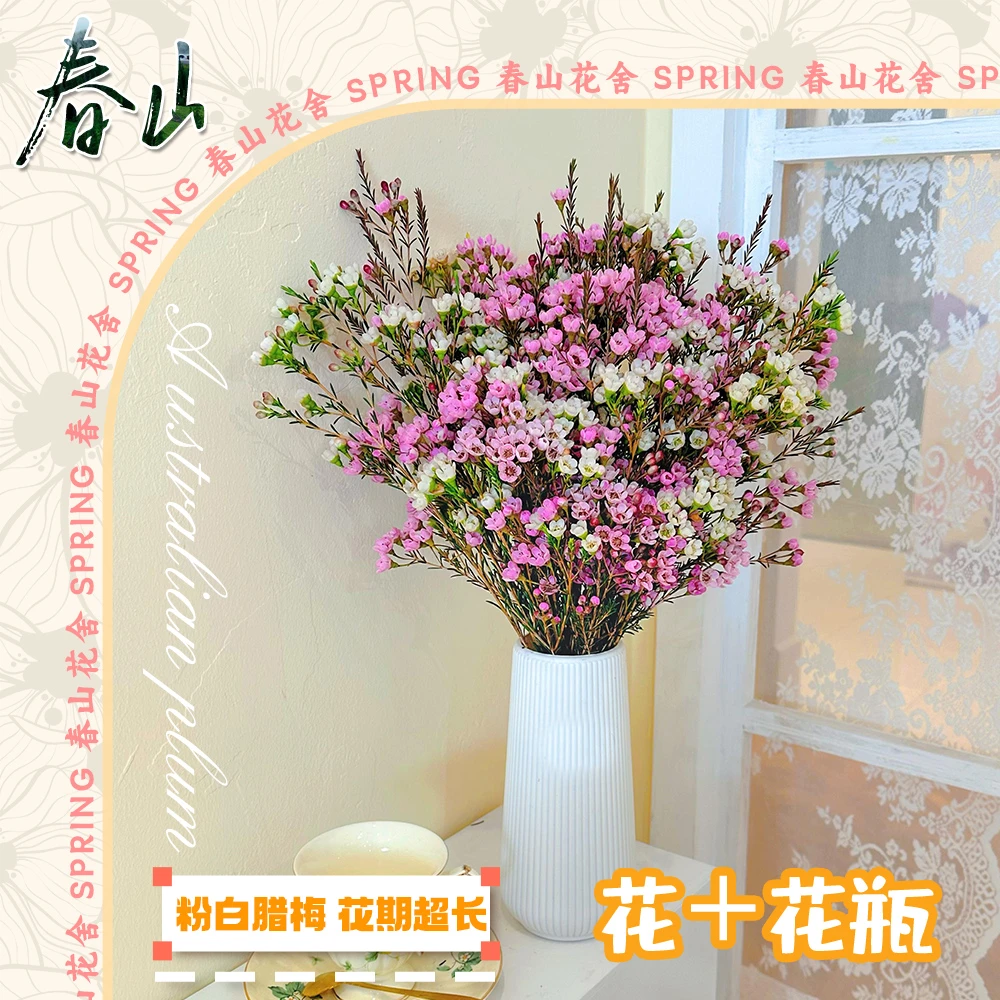 【（粉+白）腊梅+送花瓶+保鲜剂】鲜切年宵花期长云南基地直发