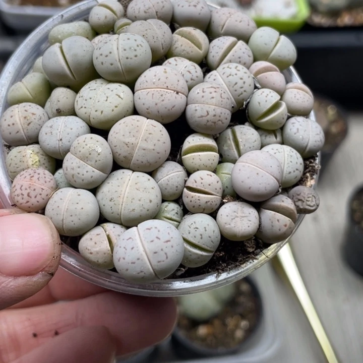 完全开放251红网纹大白