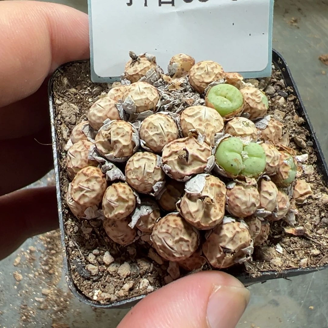 9-92肉锥多肉植物，