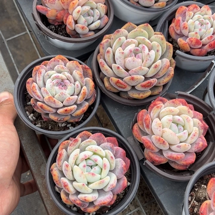 梦露单头微瑕疵6cm起一颗量拍多肉满20包邮