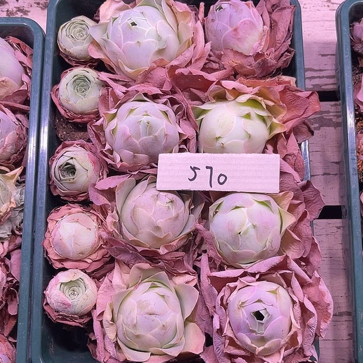 山地玫瑰570好，一物一拍13颗