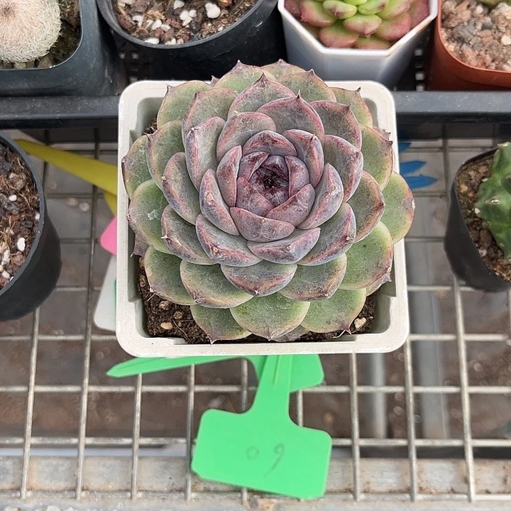 小****我也不知道我为什么要这样