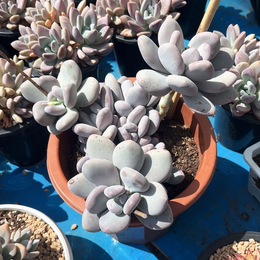 大叶奶大群多肉植物