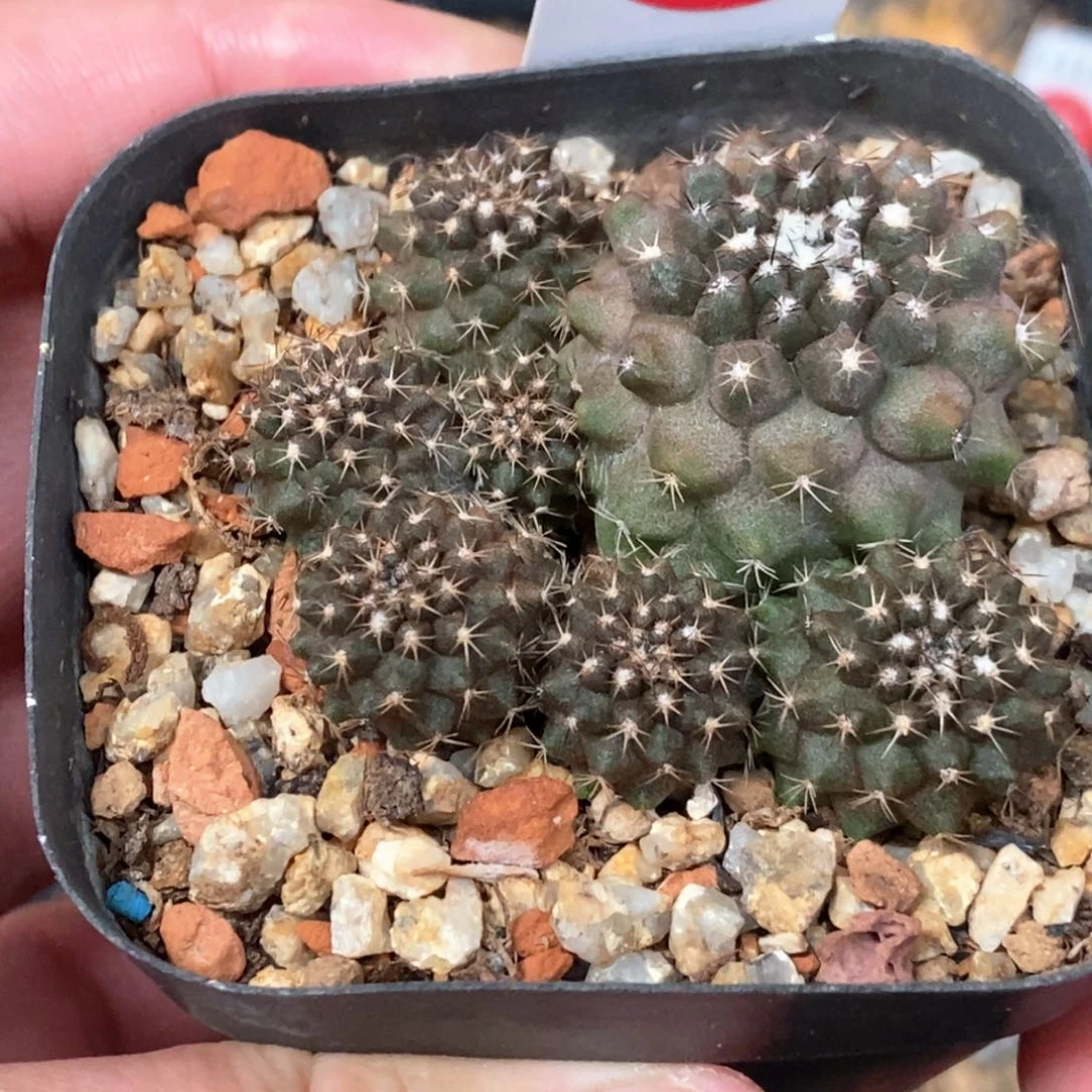 实生龙爪球群一颗仙人球