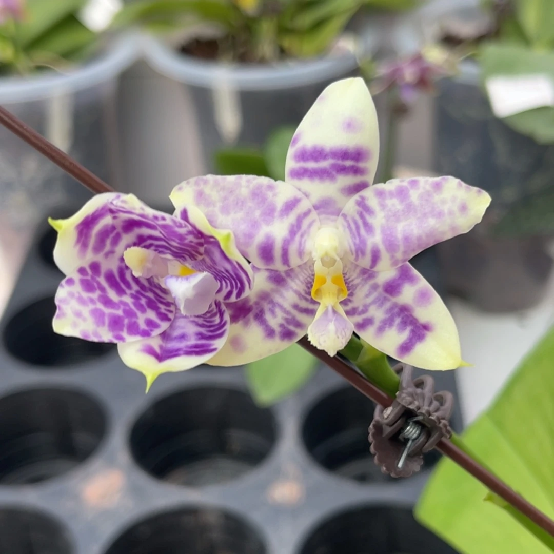 完全开放1158 3寸蓝孔雀交蓝豹 一物一拍