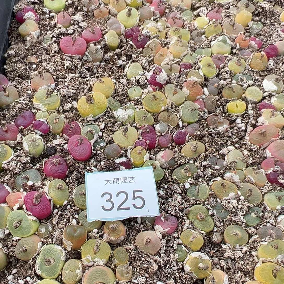 0000325量拍毛汉尼25颗