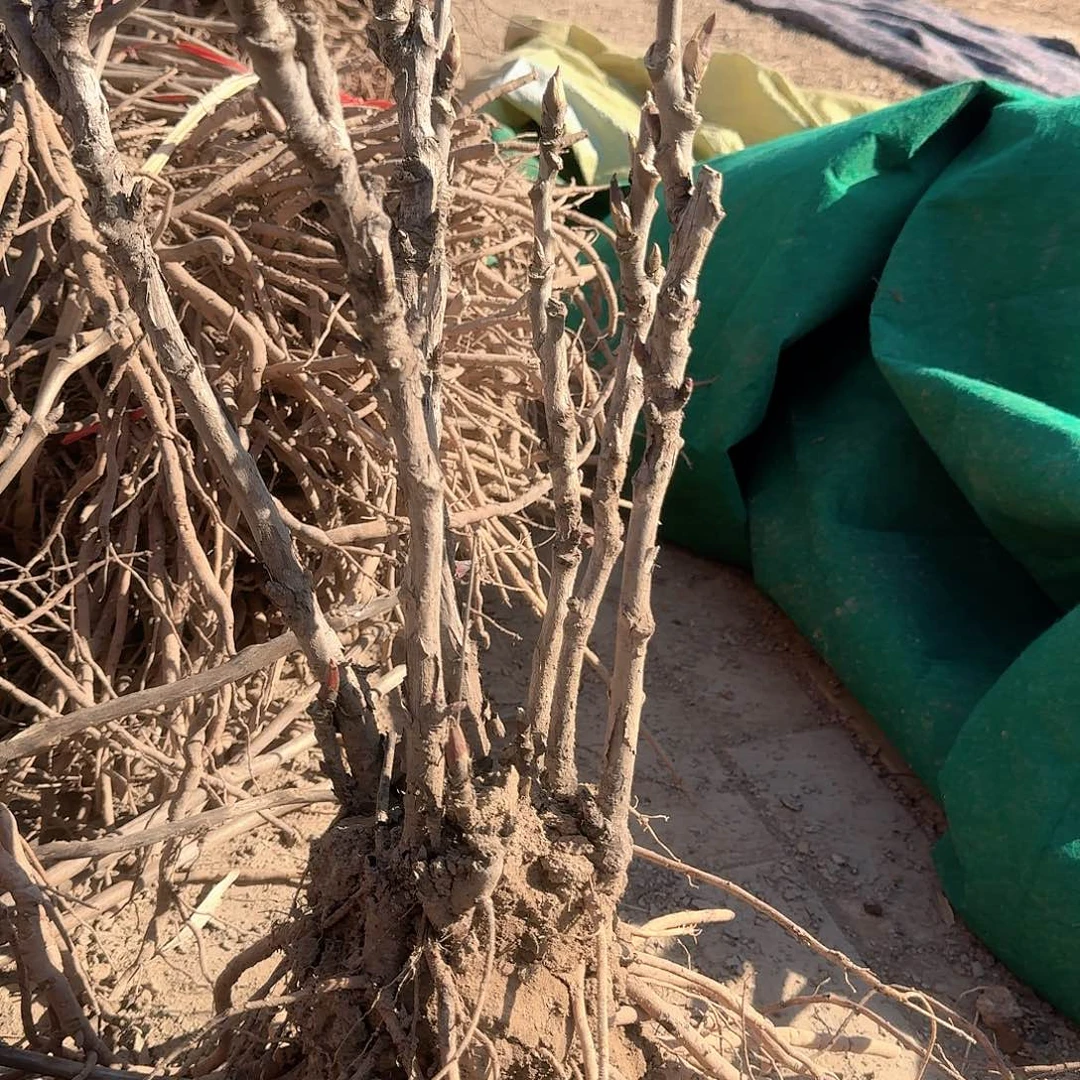 完全开放1111111111