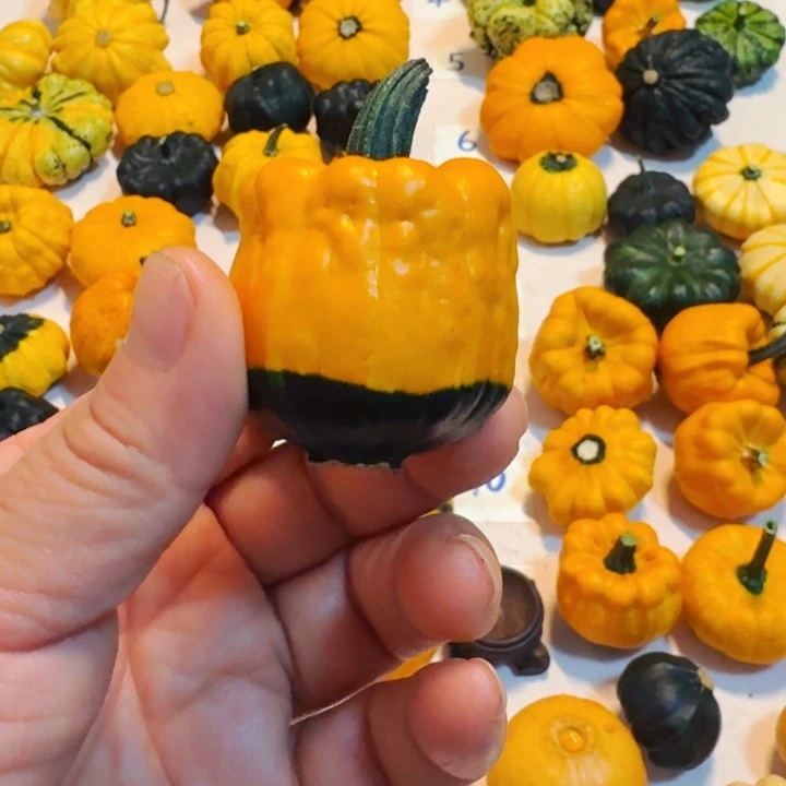 N***~墨西哥七彩葫芦青皮