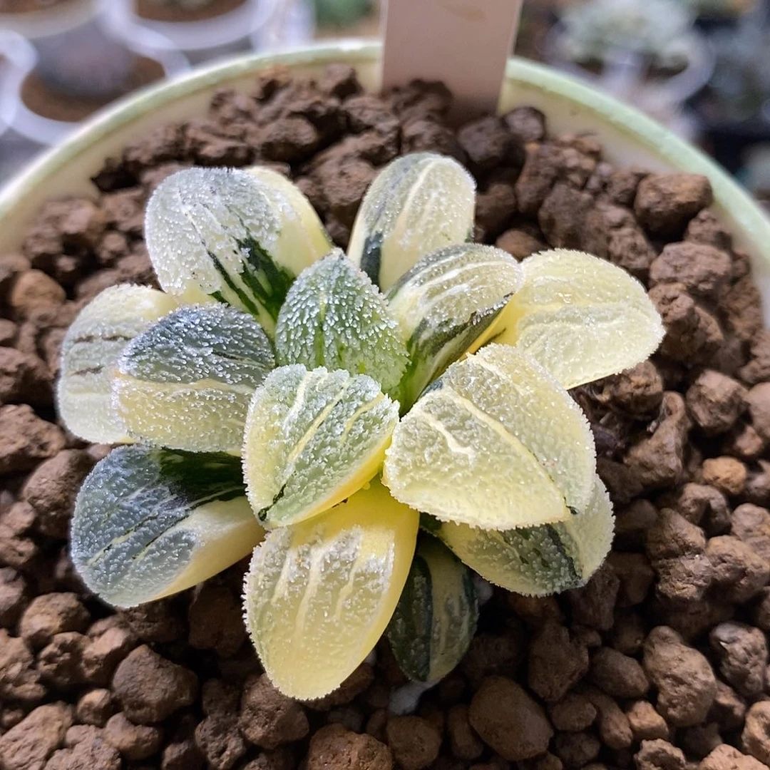 85雪之礼十二卷多肉