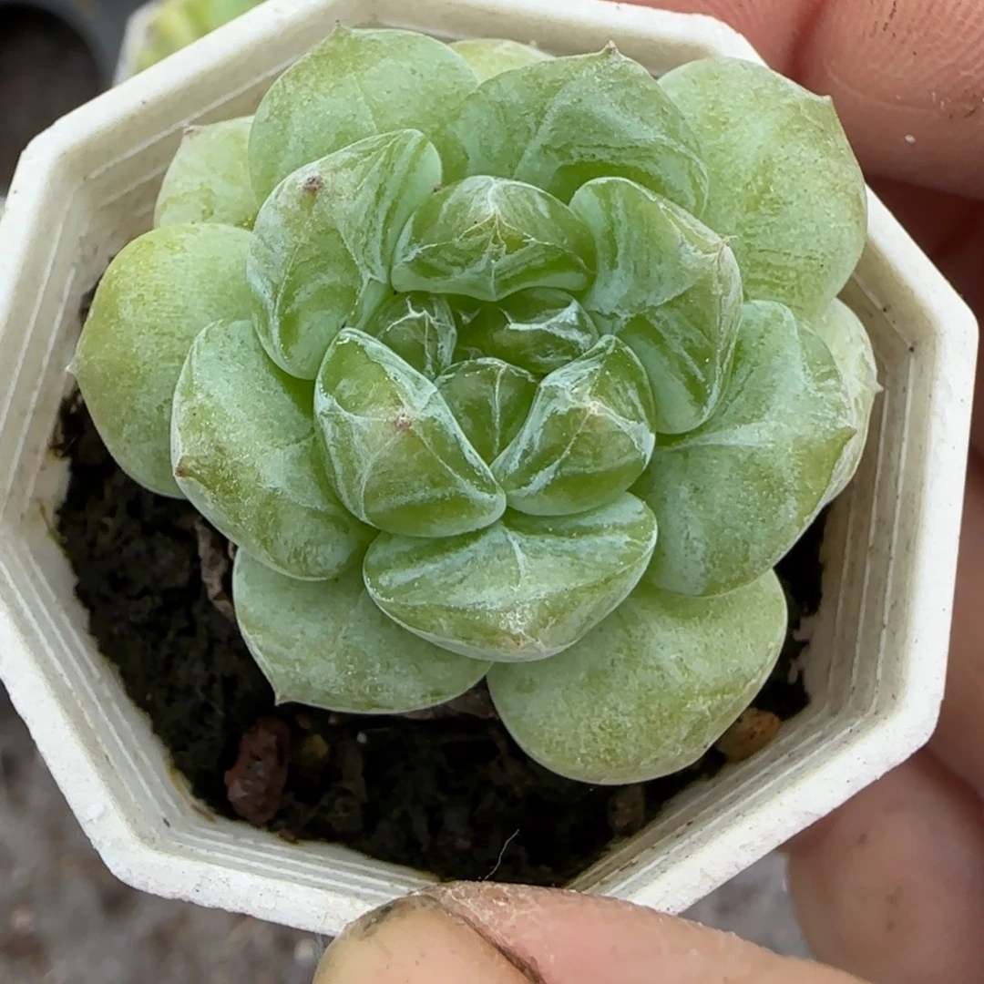 小卡拉米糖心一物一拍