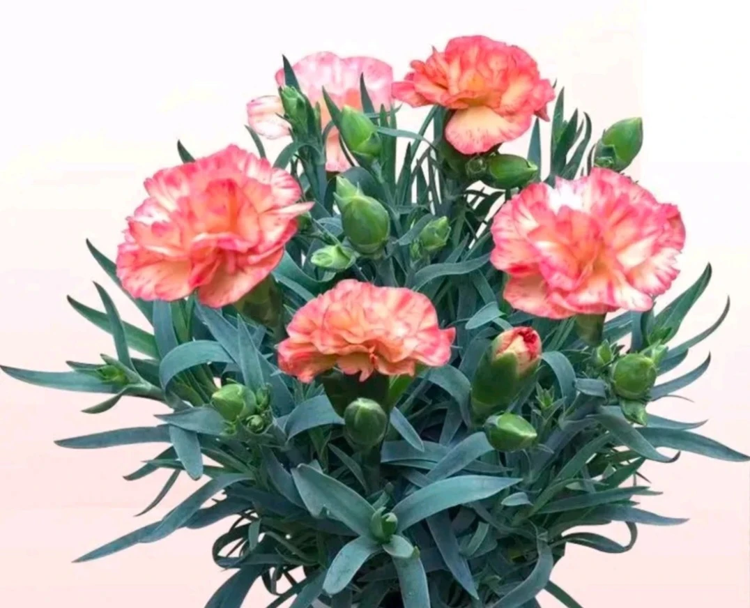 康乃馨《梦幻城》《带花苞发货》花苞满满 梦幻城堡…