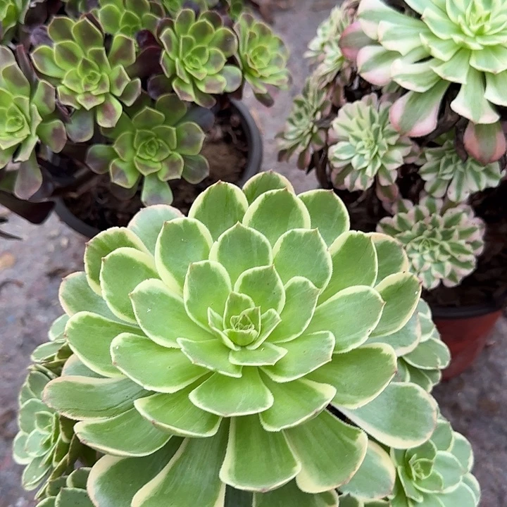 1409欧加利，红铜超白，粉花袄