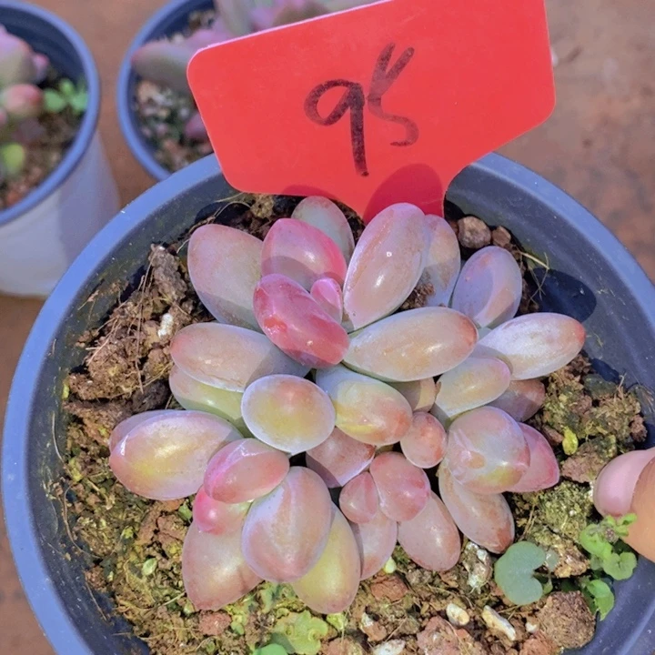 金*是的呢哈哈好期待