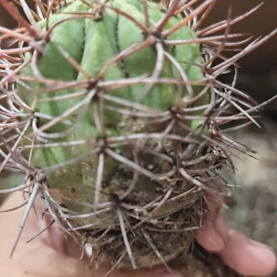 火焰龙，实生仙人球！！