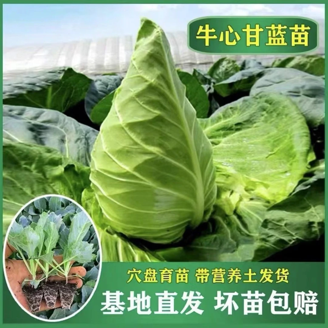 牛心甘蓝秧苗牛心包菜耐热耐高温蔬菜秧苗卷心包菜带土发货