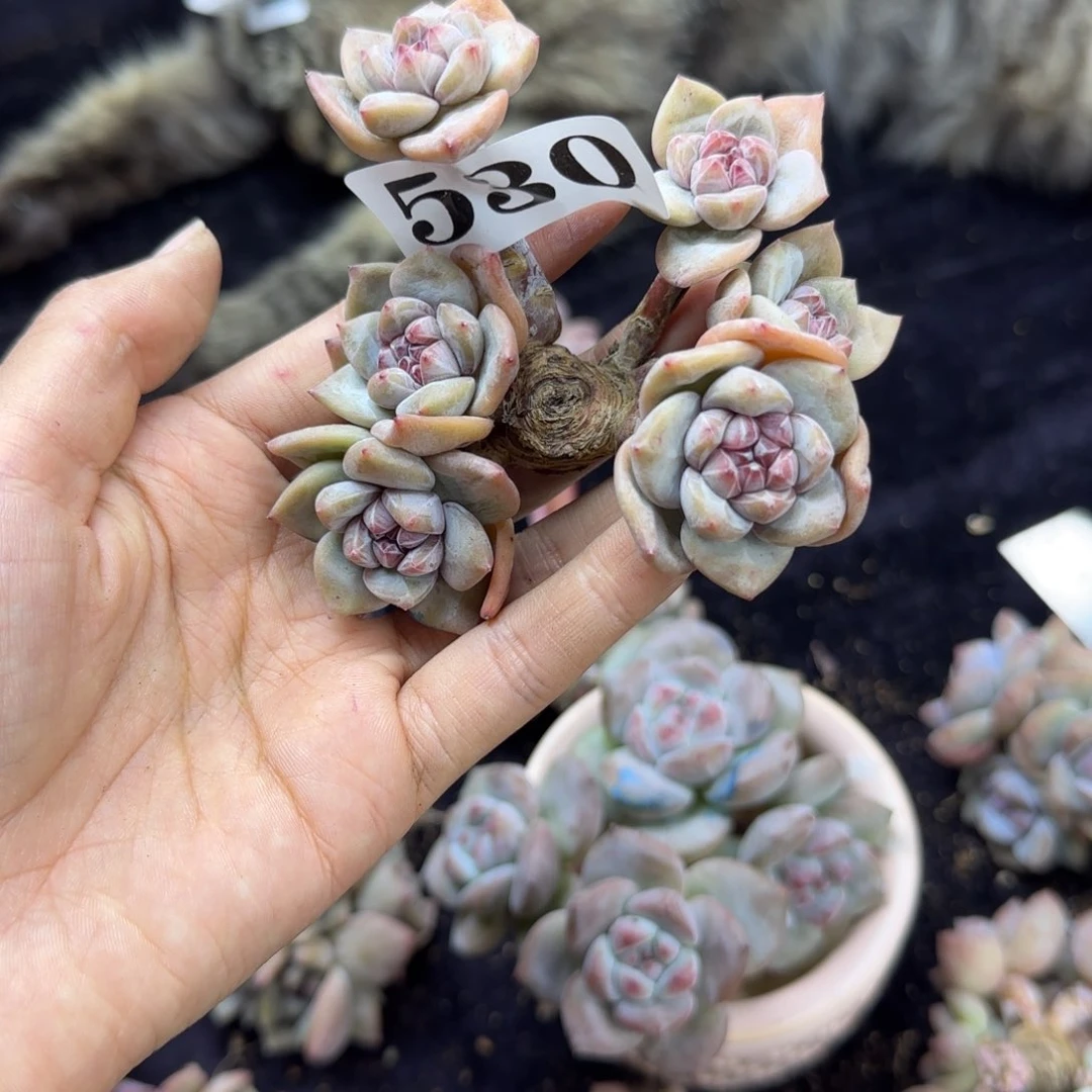 星影6头无根一物一拍530