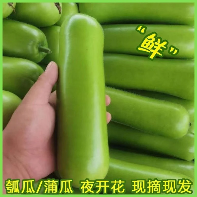顺丰包邮 新鲜农家自种葫芦瓜瓠瓜当季应季蔬菜