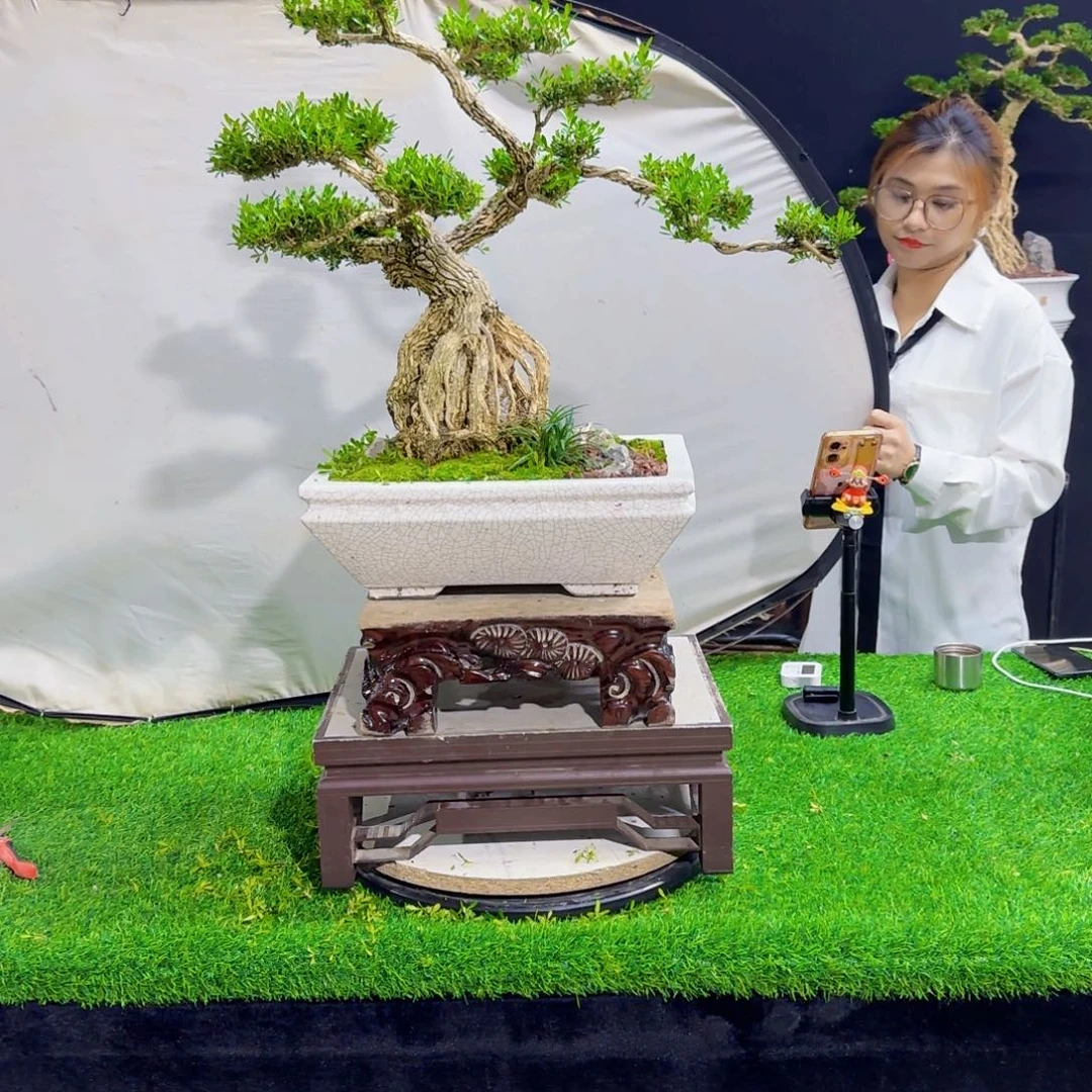 当前无花朵，栽培后可花朵