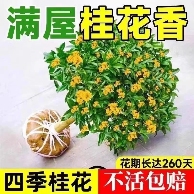 桂花树苗四季桂盆栽庭院花卉植物室内绿植开花客厅盆景好养阳台