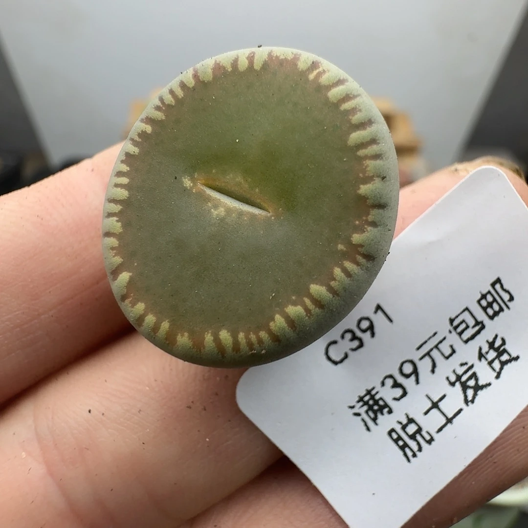 391多肉哈哈哈哈哈哈哈