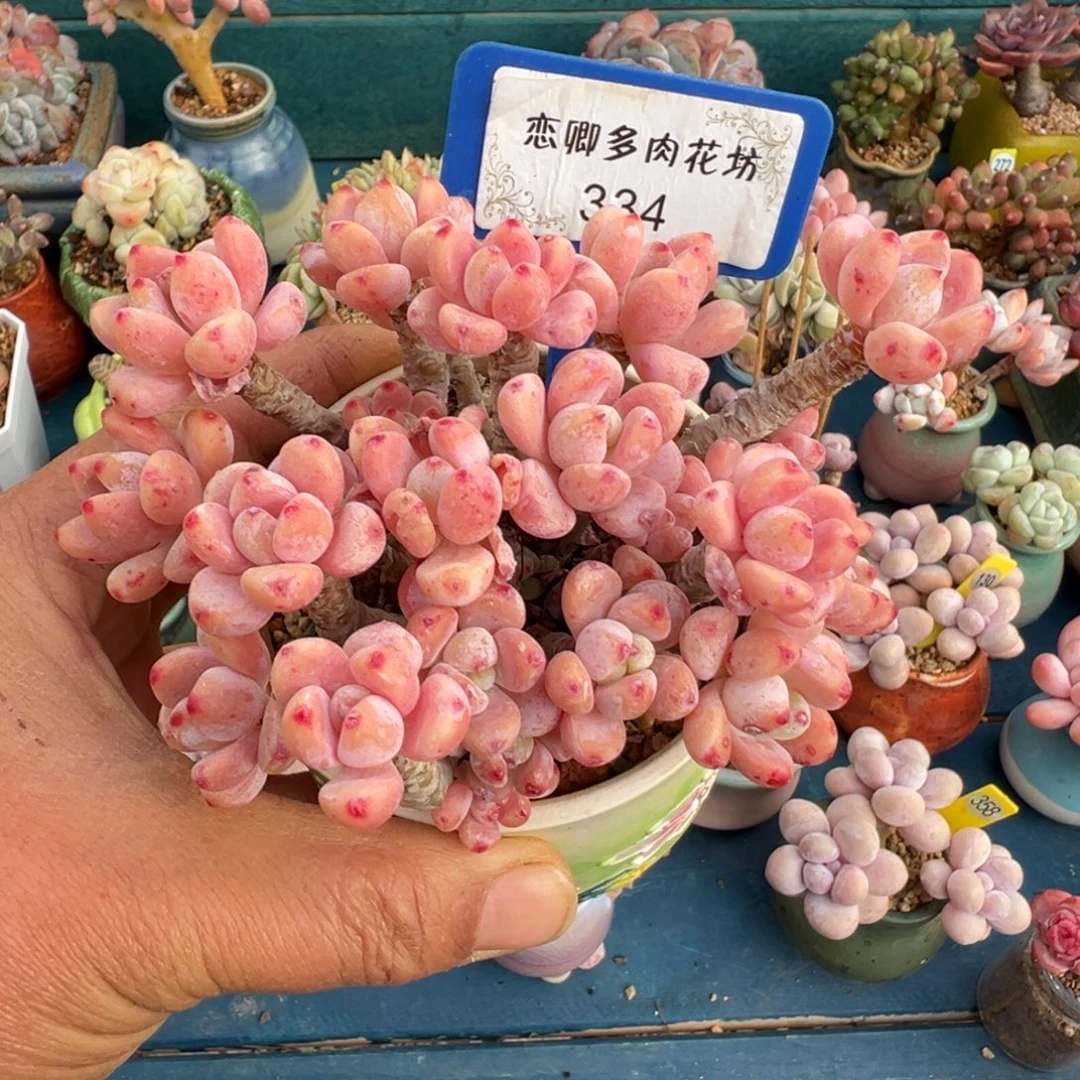 334号罗琦老桩无砍