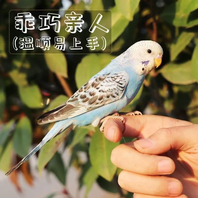 单只鹦鹉活体手养优选包邮包活