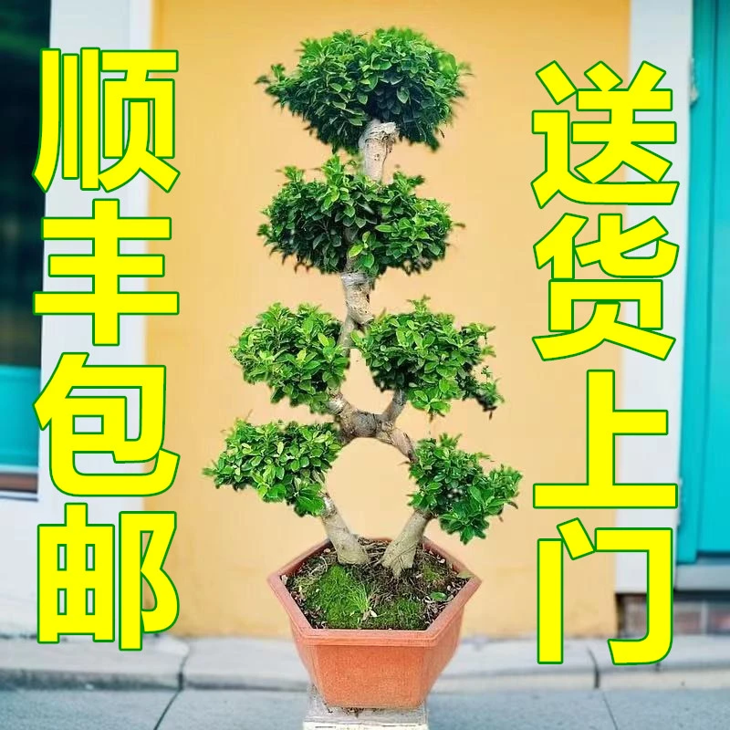高度1米左右金钱榕盆栽绿植花卉大8字老桩造型小叶人参榕树盆景