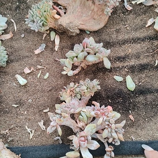 福利4颗星影缀化不售后