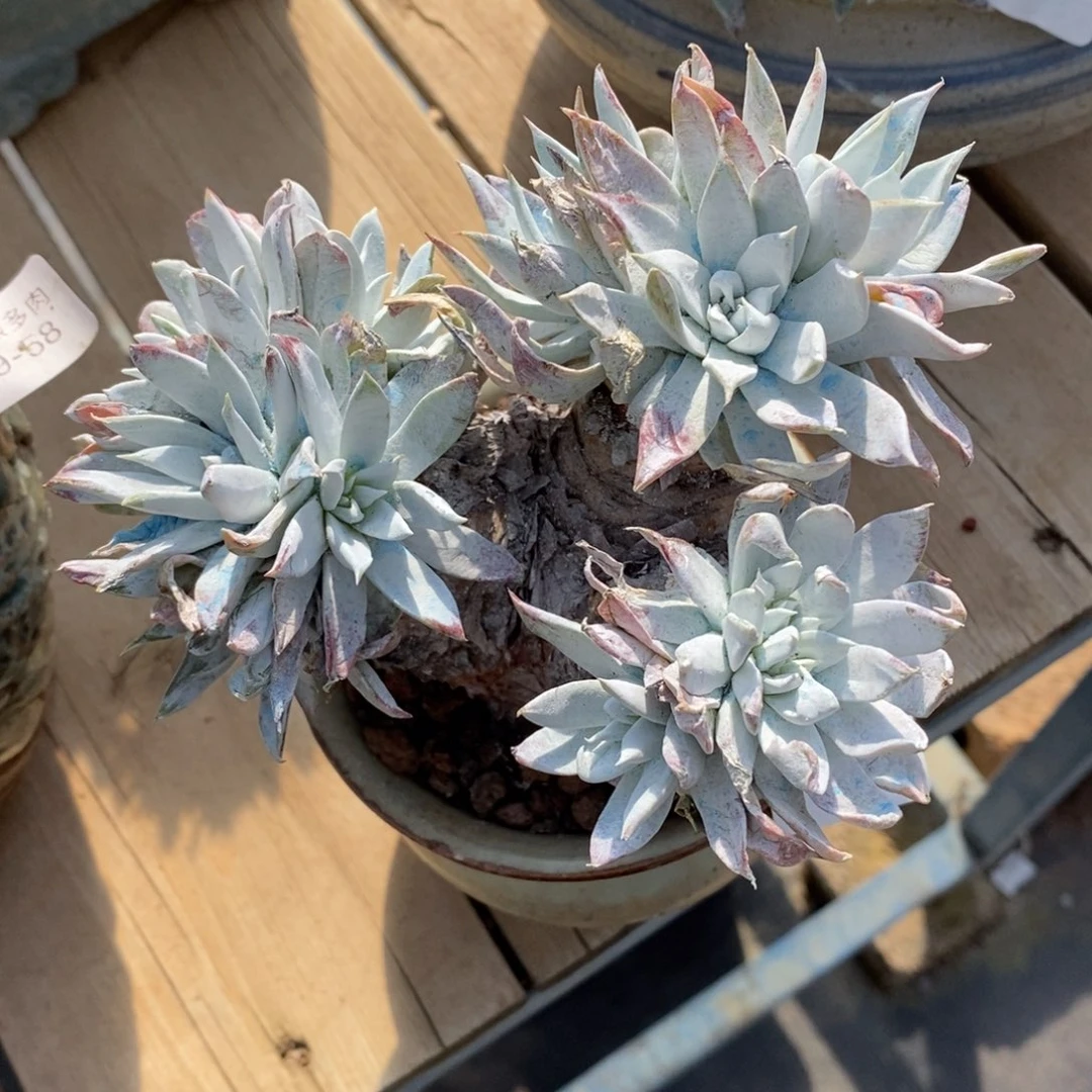 1号苹果叶粗腿子