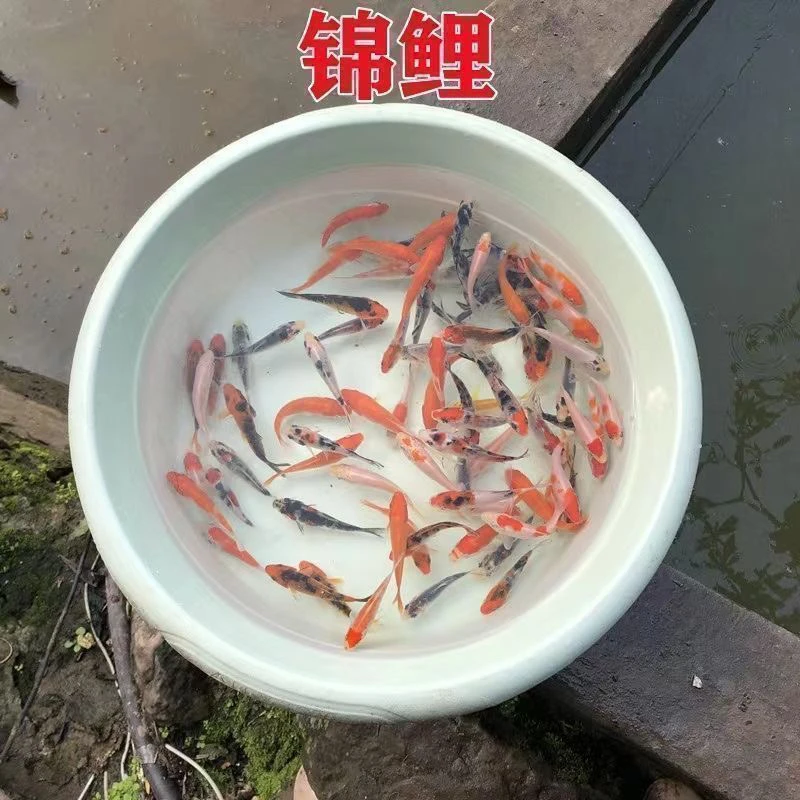 4-8公分左右锦鲤鱼苗便宜好养批发包邮冷水鱼懒人鱼风水鱼活鱼鱼