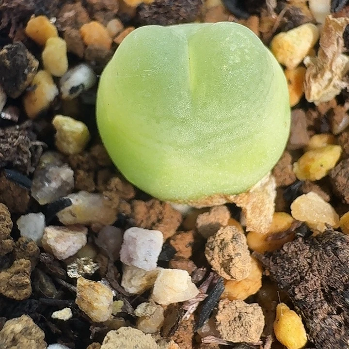 老马生石花拉登1017
