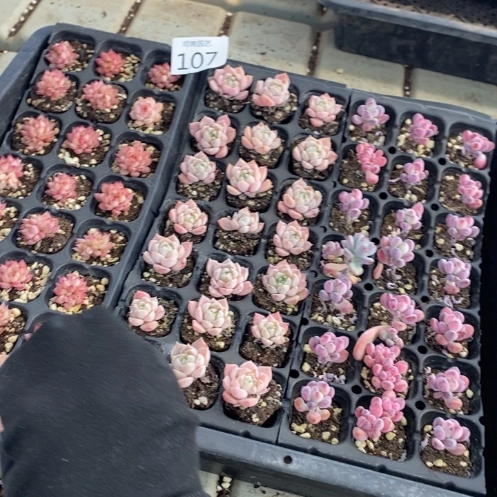 107 多肉植物盆栽花卉