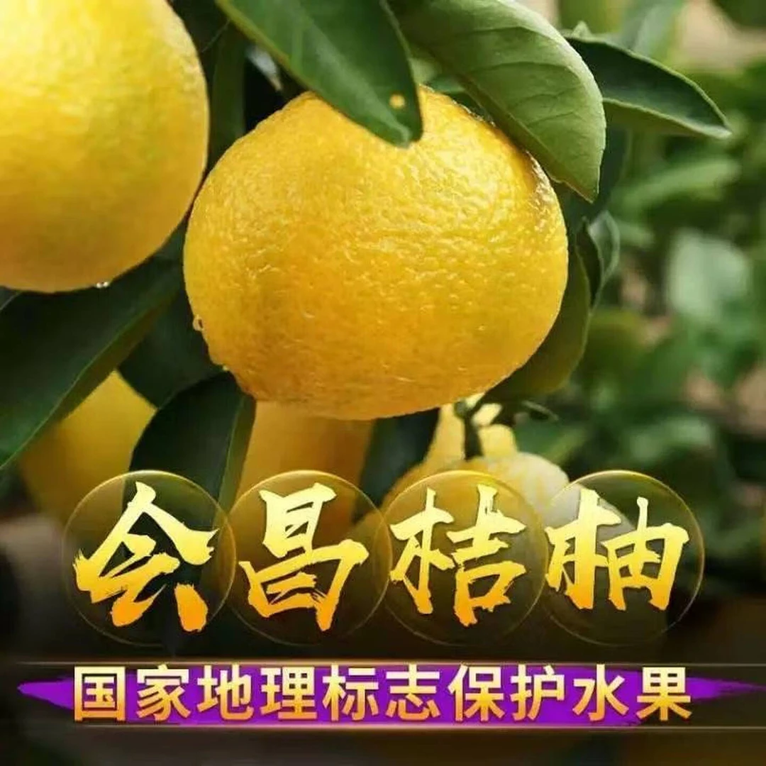 【牛逼哥专属】会昌桔柚江西赣南特产自然成熟新鲜应季水果10斤橘柚